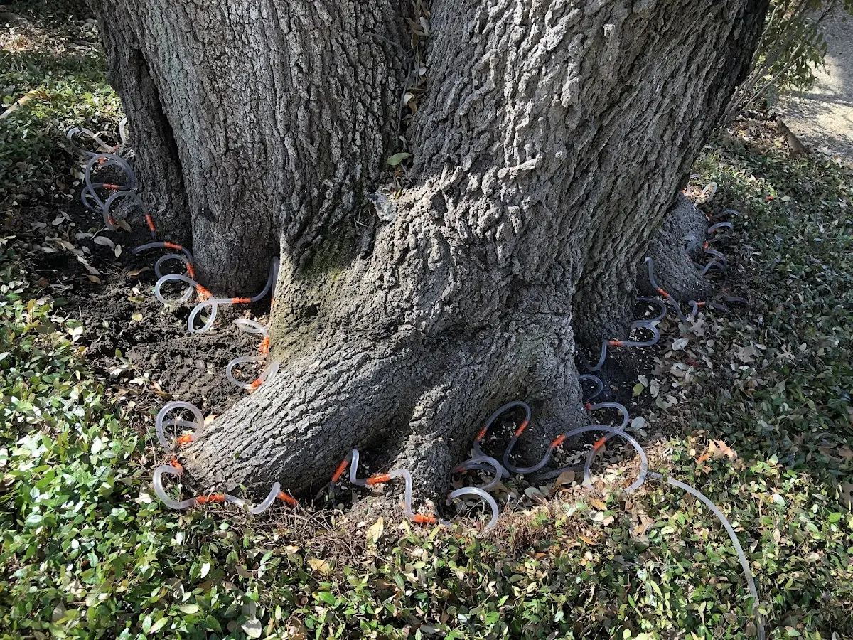 Detailed Tree Cabling and Bracing job site in Sioux Center