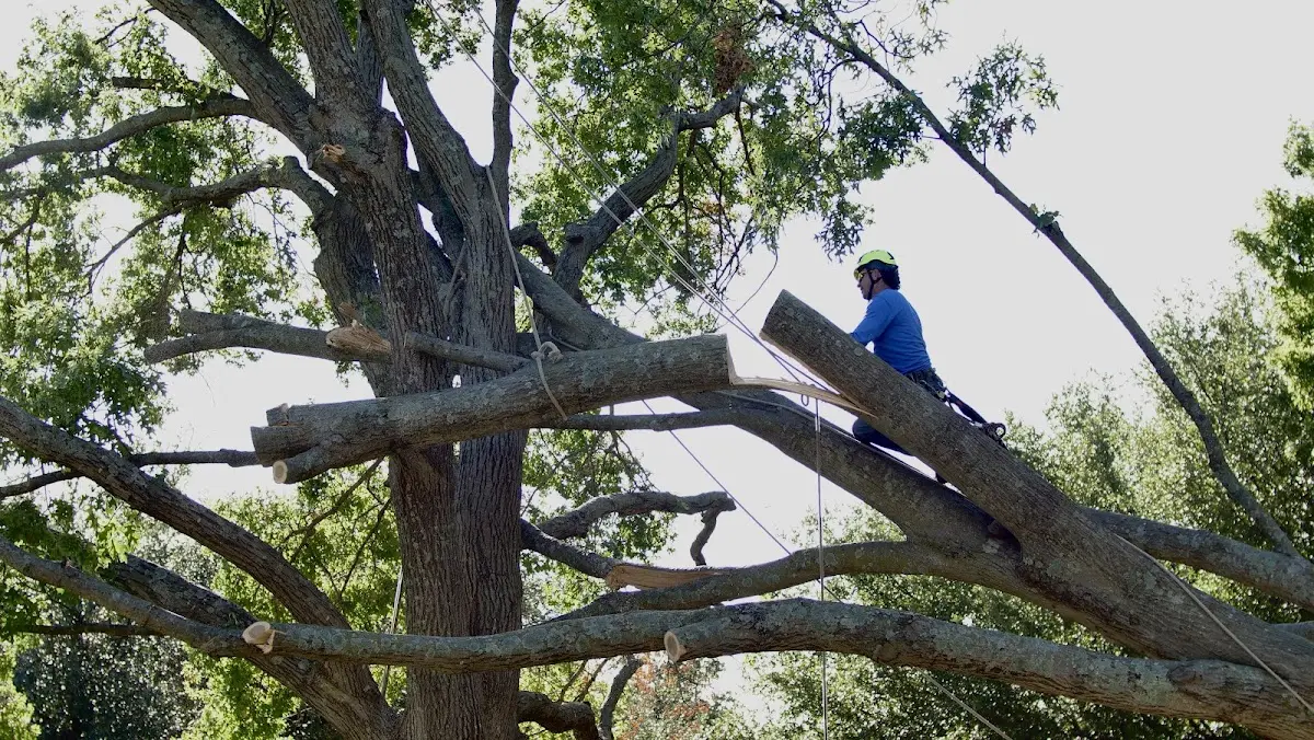 Professional Hazardous Tree Removal performed by certified arborists in Sioux Center