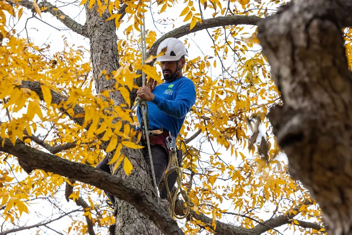 Skilled Tree Pruning crew working in Sioux Center