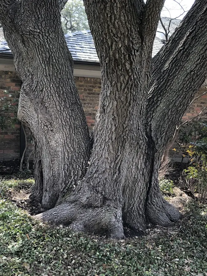 Mature heritage tree close to a Sioux Center property cared for by certified arborists